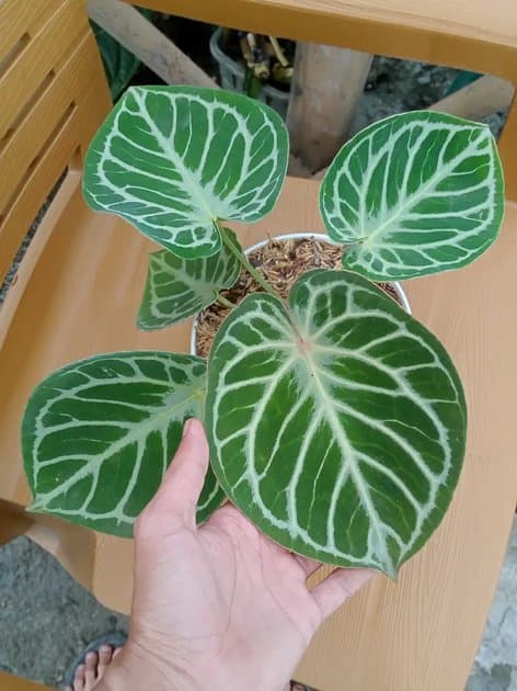 Anthurium Red Tiger — Anthuriums for sale on Inflos