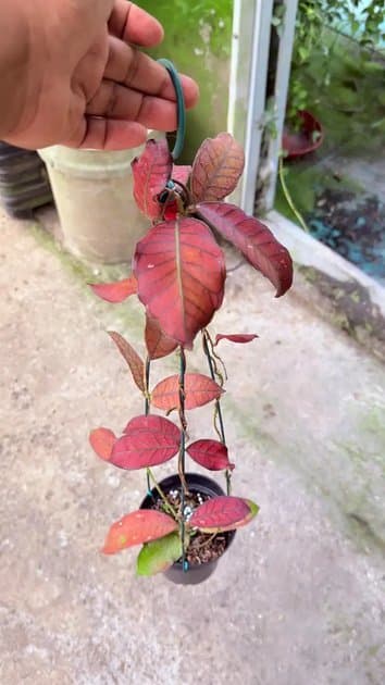 Hoya Gunung Gading Red — Hoyas for sale on Inflos