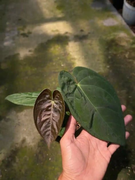 Anthurium Dressleri x Ace Of Spades — Anthuriums for sale on Inflos