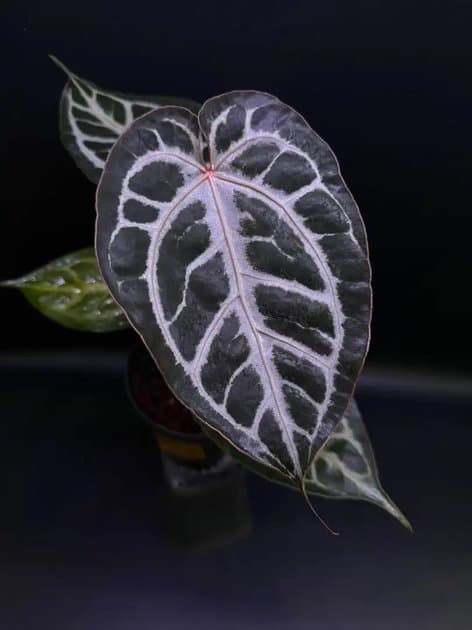 Michelle x Mucklis Rc — Anthuriums for sale on Inflos