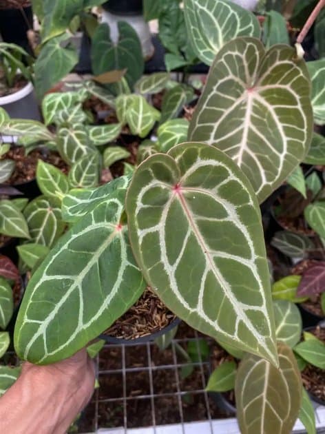 Anthurium Magnifikum Silver x Michelle — Anthuriums for sale on Inflos