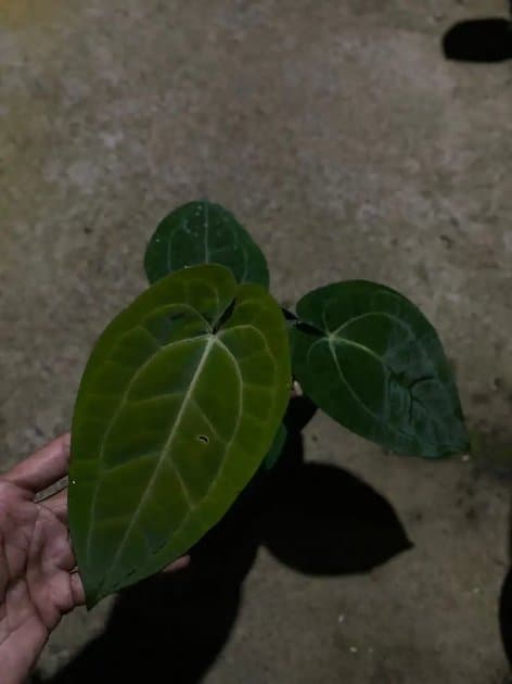 Anthurium Liberty — Anthuriums for sale on Inflos