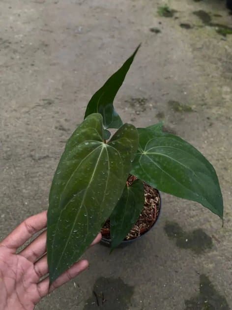 Anthurium Papillilaminum Fortsherman — Anthuriums for sale on Inflos