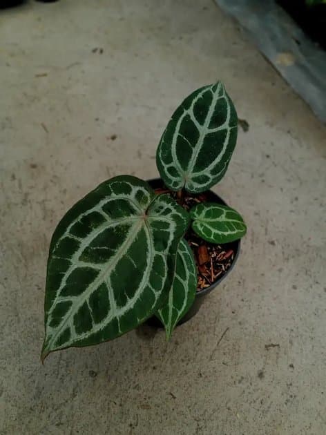 Anthurium Red Tiger x Muckhlis Rc — Anthuriums for sale on Inflos