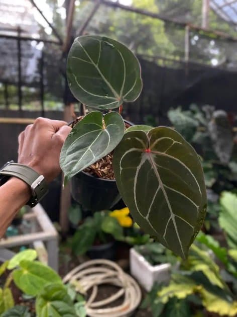 Anthurium King Of Spades — Anthuriums for sale on Inflos