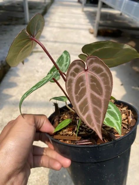 Anthurium Silver Blush x Red Crystallinum NSE — Anthuriums for sale on Inflos