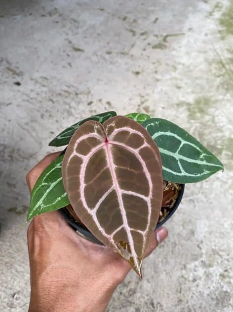 Anthurium Michelle x Michelle — Anthuriums for sale on Inflos