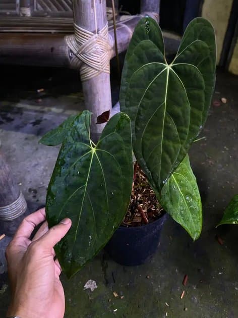 Anthurium Papillilaminum Fortsherman x Dark Phoenix — Anthuriums for sale on Inflos