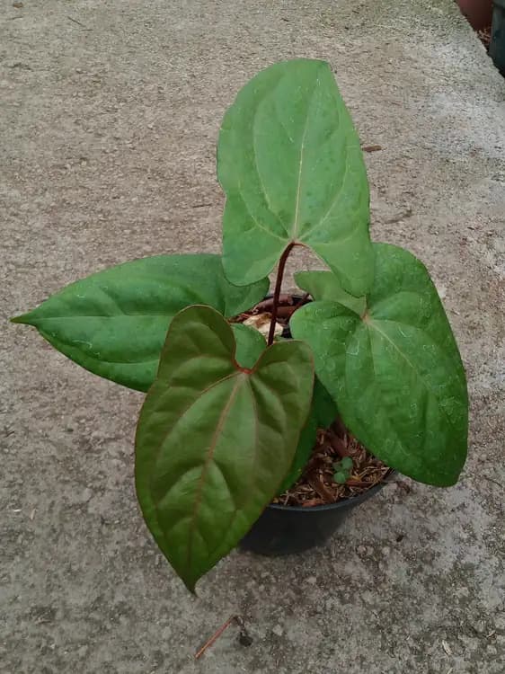 Anthurium Night Dragon — Anthuriums for sale on Inflos