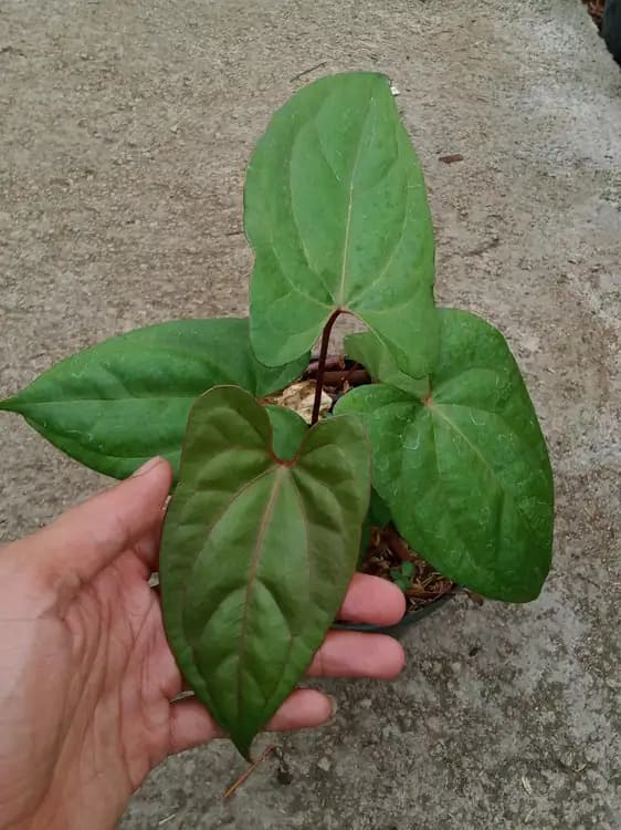 Anthurium Night Dragon — Anthuriums for sale on Inflos