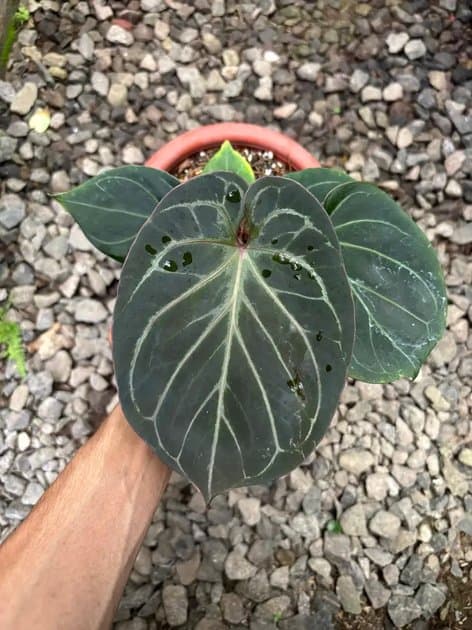 Anthurium King Of Spades — Anthuriums for sale on Inflos