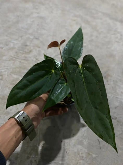 Anthurium Papillilaminum Blue — Anthuriums for sale on Inflos