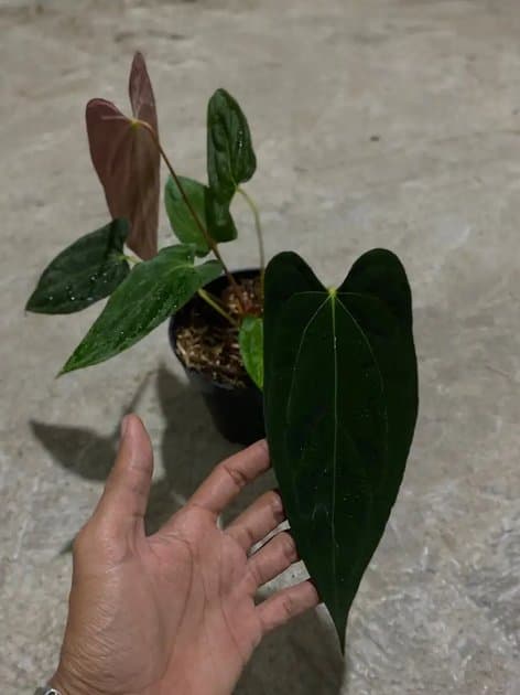 Anthurium Papillilaminum Fortsherman x Goliath — Anthuriums for sale on Inflos