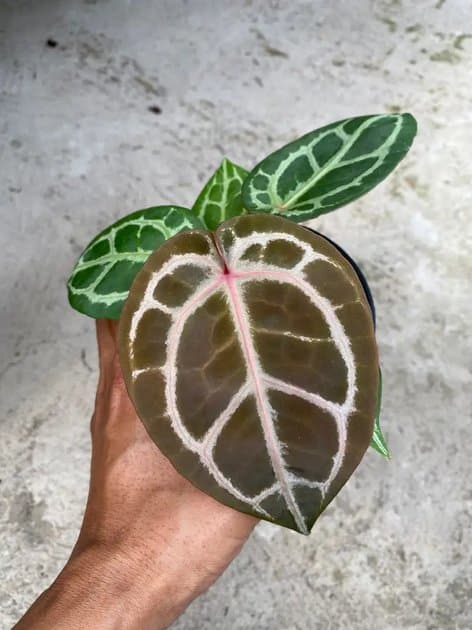 Anthurium Michelle x Michelle — Anthuriums for sale on Inflos