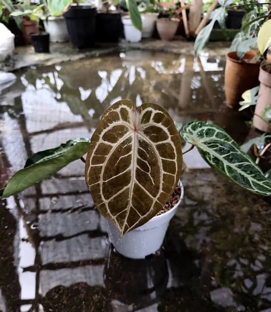 Anthurium Tiger Red — Anthuriums for sale on Inflos