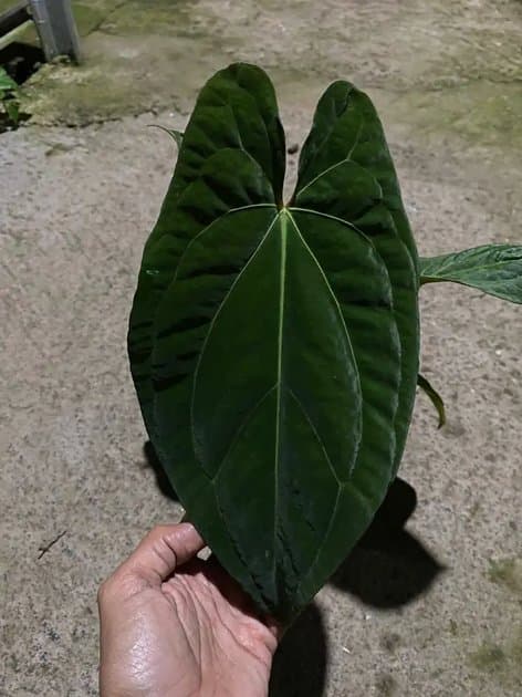 Anthurium Sherva (dark Phoenix x Rvdp) — Anthuriums for sale on Inflos