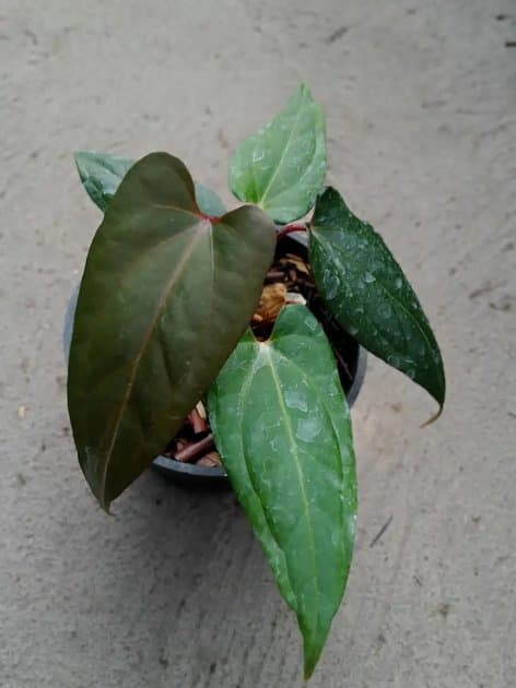 Anthurium Red Queen x Fortsherman — Anthuriums for sale on Inflos