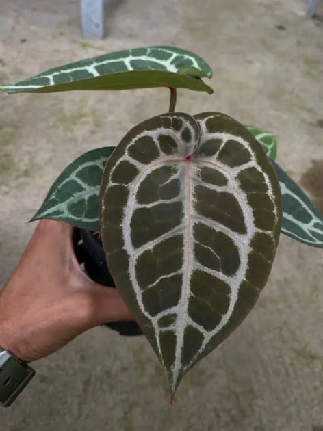 Anthurium Tiger Red x Red Tezula — Anthuriums for sale on Inflos