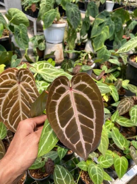 Anthurium Silver Blush Purple x Michelle — Anthuriums for sale on Inflos