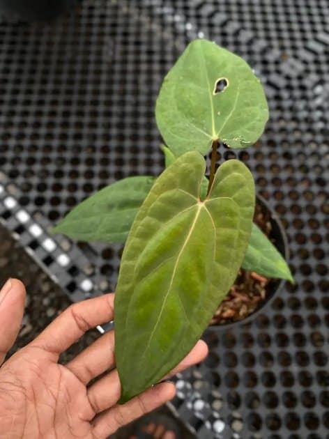 Anthurium Fortsherman x RVDP — Anthuriums for sale on Inflos
