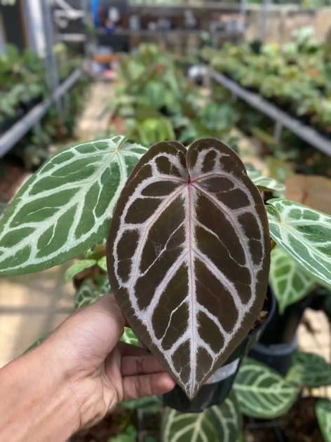 Anthurium Silver Blush x Michelle — Anthuriums for sale on Inflos