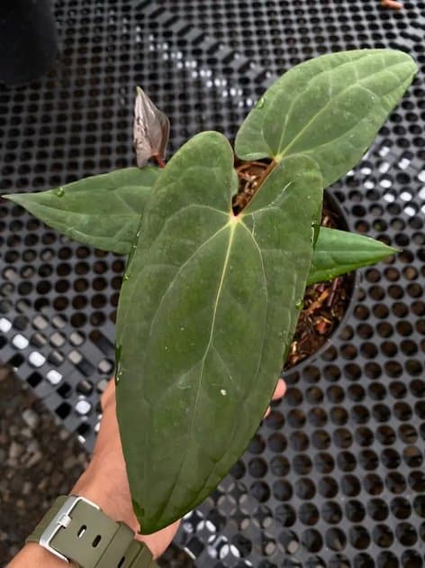 Anthurium Fortsherman x RVDP — Anthuriums for sale on Inflos
