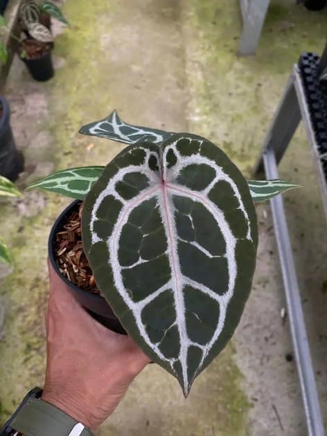 Anthurium Red Tiger x Michelle — Anthuriums for sale on Inflos