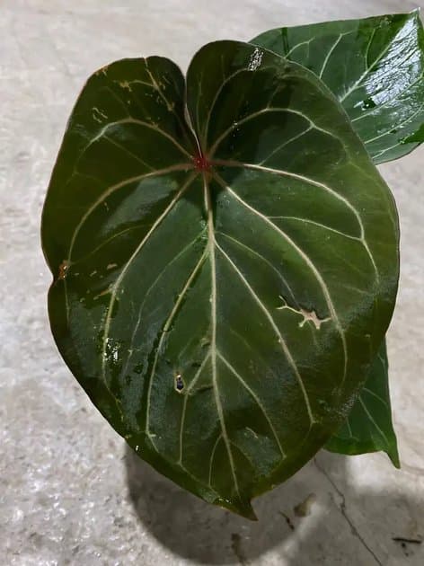 Anthurium King Of Spades — Anthuriums for sale on Inflos