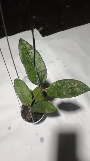 Hoya Sp Aceh Tamiang — Hoyas for sale on Inflos