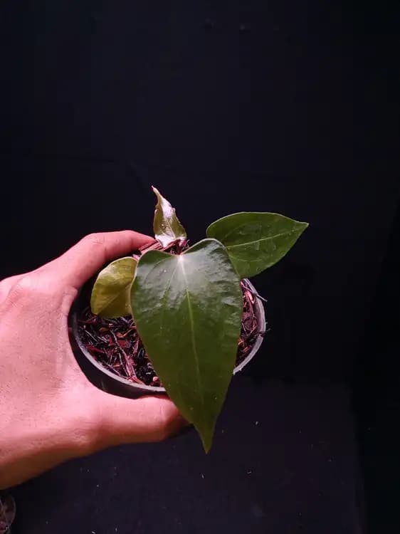 Anthurium Red Queen x Portillae — Anthuriums for sale on Inflos