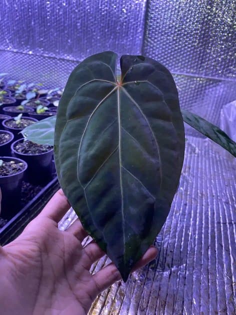 Anthurium Papillilaminum Liberty x Papillilaminum x One — Anthuriums for sale on Inflos