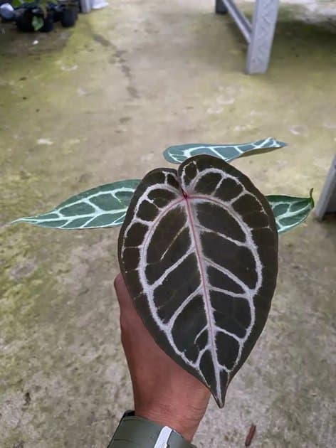 Anthurium Tiger Red x Red Tezula — Anthuriums for sale on Inflos