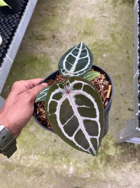 Anthurium Red Tiger — Anthuriums for sale on Inflos