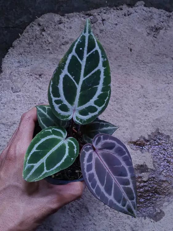 Anthurium Crystallinum NSE — Anthuriums for sale on Inflos