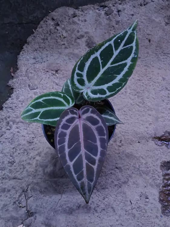 Anthurium Crystallinum NSE — Anthuriums for sale on Inflos