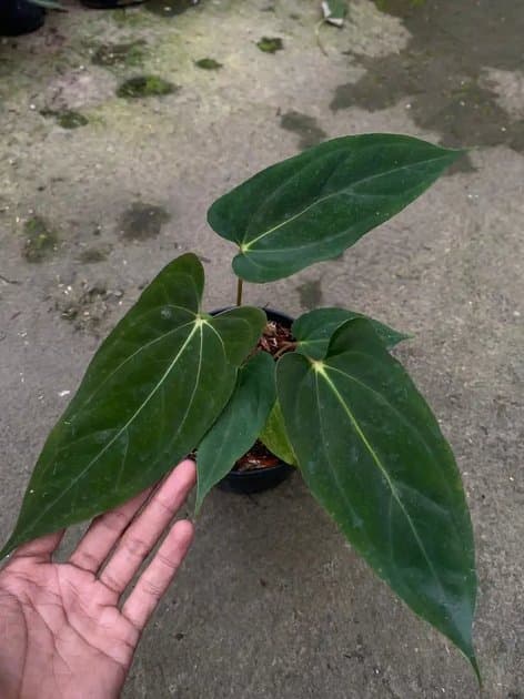 Anthurium Blue Papillilaminum — Anthuriums for sale on Inflos