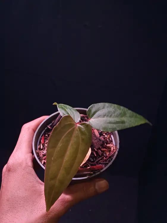 Anthurium Red Queen x Portillae — Anthuriums for sale on Inflos