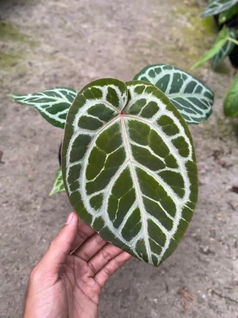 Anthurium Angle Dream x Tiger Red — Anthuriums for sale on Inflos