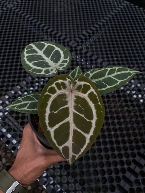 Anthurium Red Tiger — Anthuriums for sale on Inflos