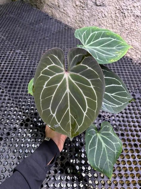 Anthurium King Of Spades — Anthuriums for sale on Inflos