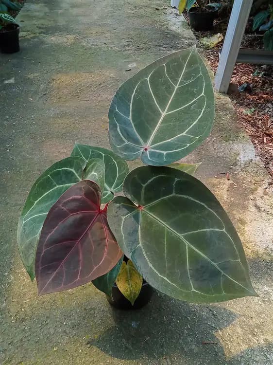 Anthurium Black Crystallinum — Anthuriums for sale on Inflos
