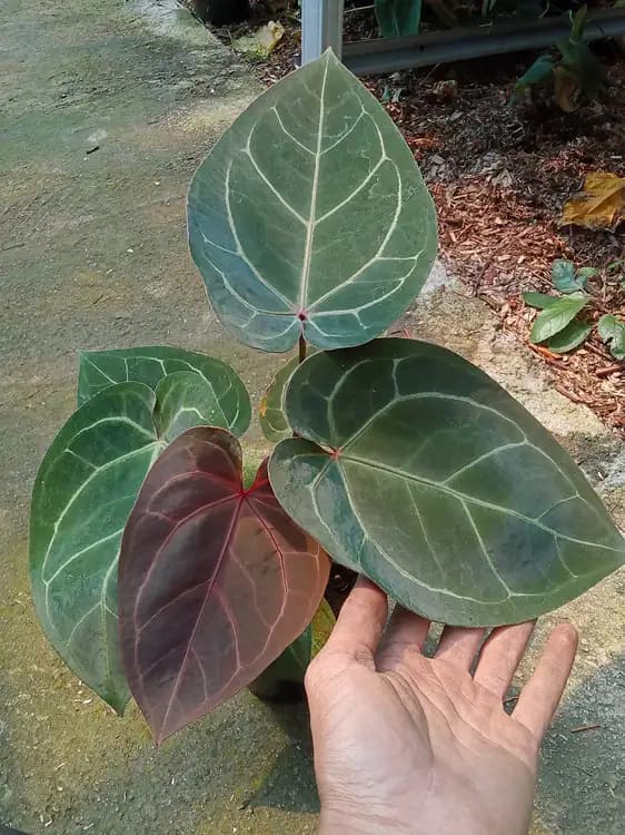 Anthurium Black Crystallinum — Anthuriums for sale on Inflos