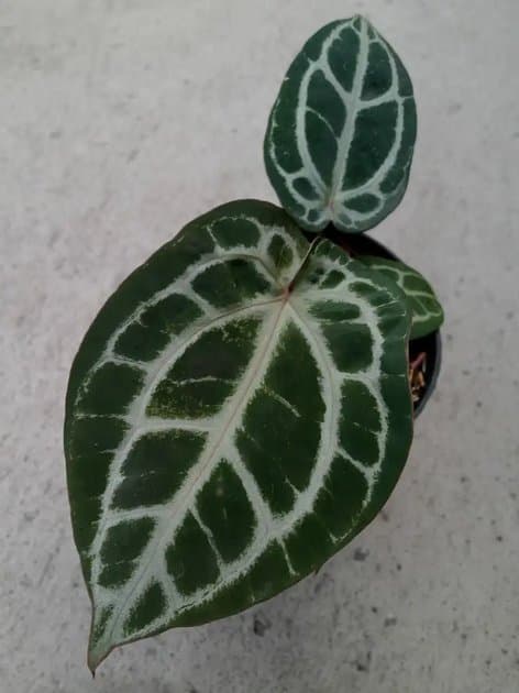 Anthurium Red Tiger x Muckhlis — Anthuriums for sale on Inflos
