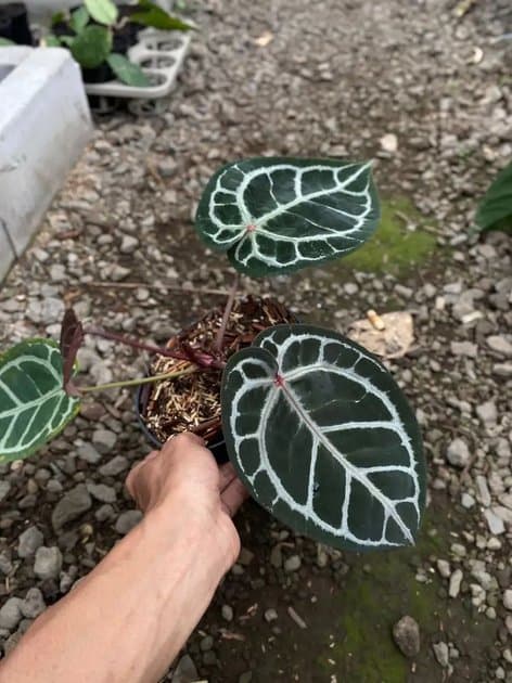 Anthurium King Of Spades Rc x Michelle — Anthuriums for sale on Inflos