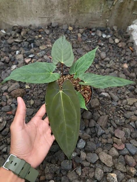 Anthurium Blue Papillilaminum — Anthuriums for sale on Inflos