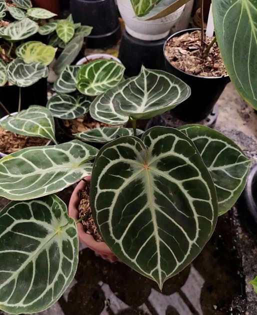 Anthurium Tiger Red — Anthuriums for sale on Inflos
