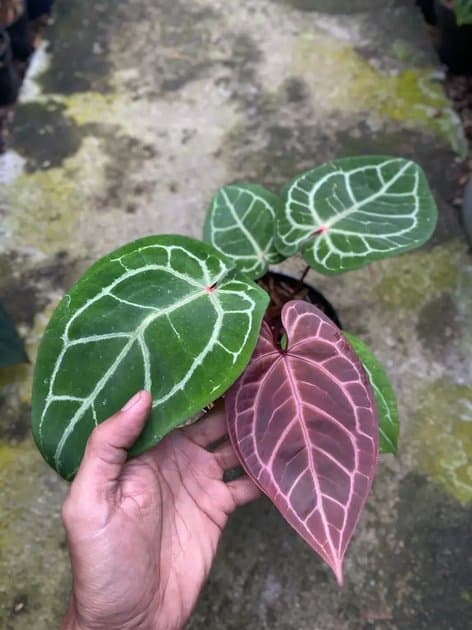 Anthurium Magni Red x Michelle — Anthuriums for sale on Inflos