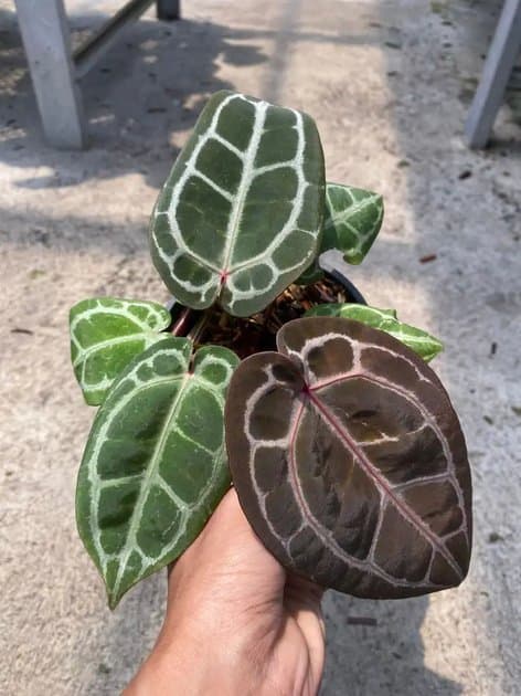 Anthurium Red Crystallinum NSE — Anthuriums for sale on Inflos