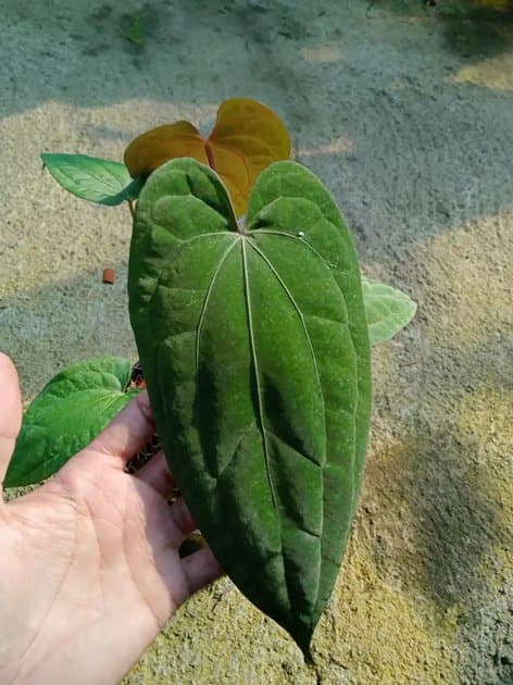 Anthurium Dark Handsome x Rvdp — Anthuriums for sale on Inflos