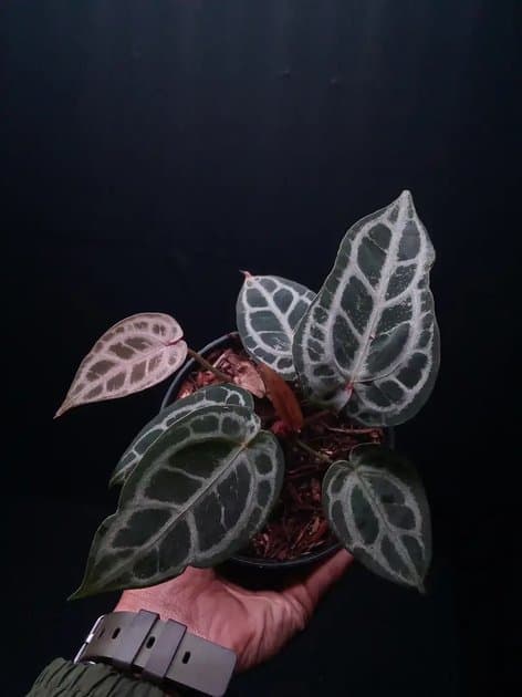 Anthurium Red Crystallinum Mutation — Anthuriums for sale on Inflos